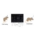 In-Vivo